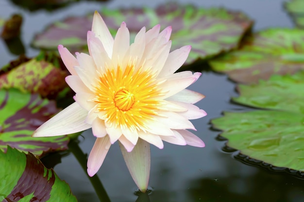 Fleurs de lotus tropicales