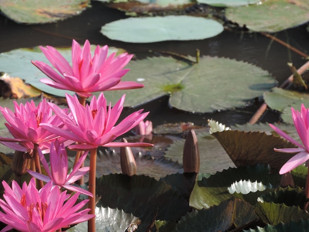 Fleurs de lotus