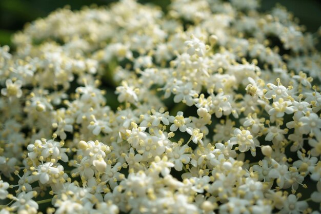 fleurs de loup-garou noir