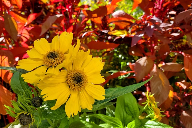 Fleurs lumineuses de fond naturel dans le parterre de fleurs d'automne d'été