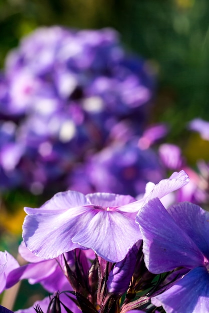 Fleurs lumineuses d&#39;hortensia