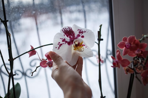 Des fleurs lumineuses poussent sur la fenêtre