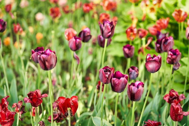Fleurs lumineuses de tulipes sur un champ de tulipes un matin ensoleillé, tulipes de fleurs de printemps
