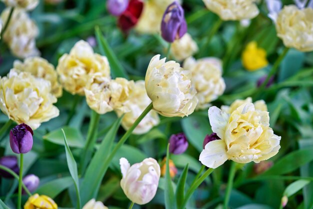 Fleurs lumineuses de tulipes sur un champ de tulipes un matin ensoleillé, tulipes de fleurs de printemps