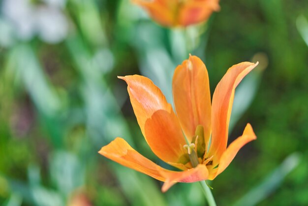 Fleurs lumineuses de tulipes sur un champ de tulipes un matin ensoleillé, tulipes de fleurs de printemps