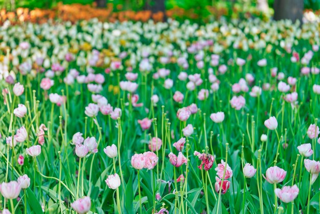 Fleurs lumineuses de tulipes sur un champ de tulipes un matin ensoleillé, tulipes de fleurs de printemps