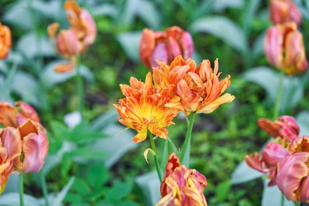 Fleurs lumineuses de tulipes sur un champ de tulipes un matin ensoleillé