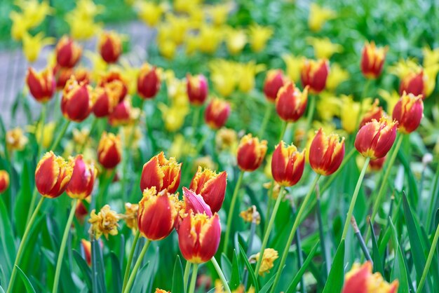 Fleurs lumineuses de tulipes sur un champ de tulipes un matin ensoleillé