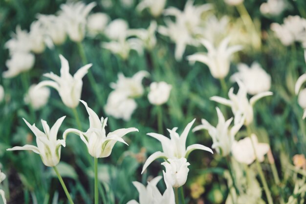 Fleurs lumineuses de tulipes sur un champ de tulipes un matin ensoleillé