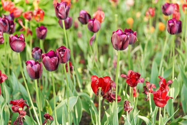 Fleurs lumineuses de tulipes sur un champ de tulipes un matin ensoleillé