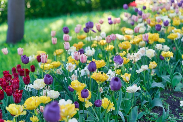 Fleurs lumineuses de tulipes sur un champ de tulipes un matin ensoleillé