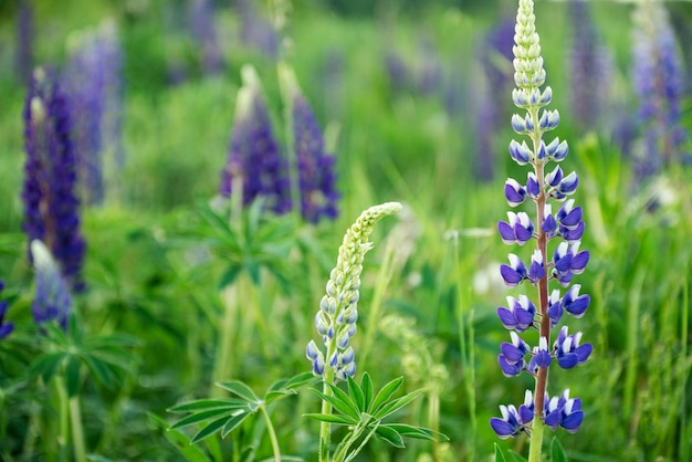 Fleurs de lupin bleu en fleurs parmi l'herbe verte dans le champ d'été