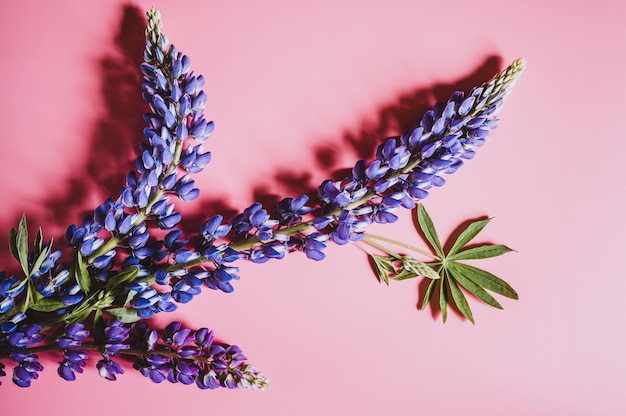 Fleurs de lupin en couleur lilas bleu en pleine floraison sur fond rose à plat