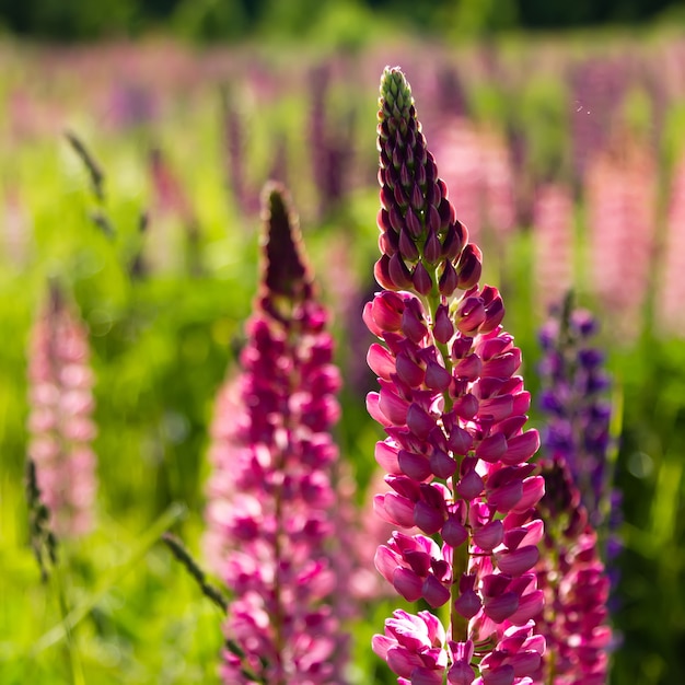 Fleurs de lupin dans un champ