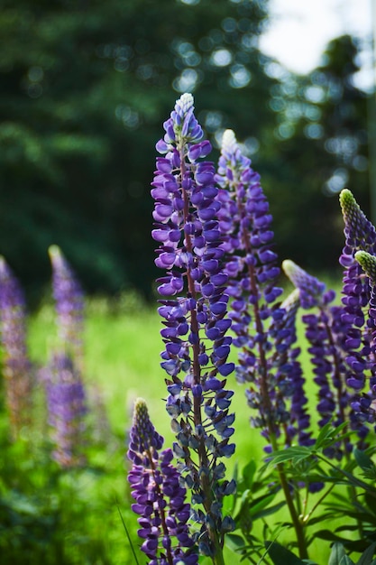 fleurs de lupin dans le jardin