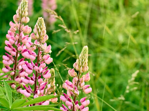 Les fleurs de lupin fleurissent dans le domaine.