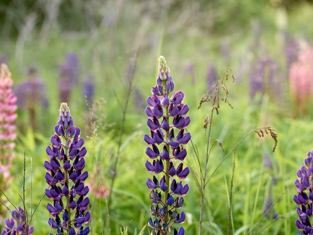 Les fleurs de lupin fleurissent dans le domaine.