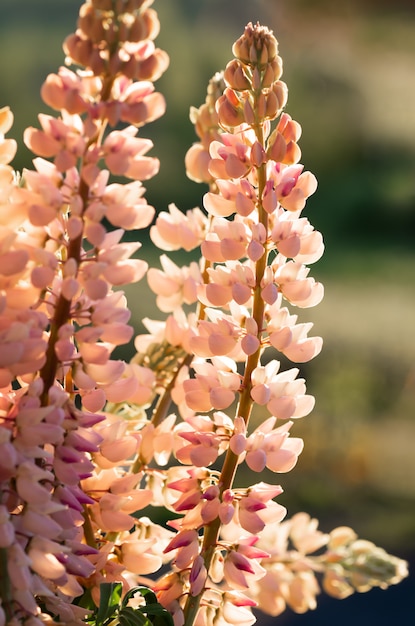 Fleurs De Lupin En Fleurs. Champ Lupin. La Lumière Du Soleil Brille Sur Les Plantes. Fleurs Roses De Printemps Et D'été.