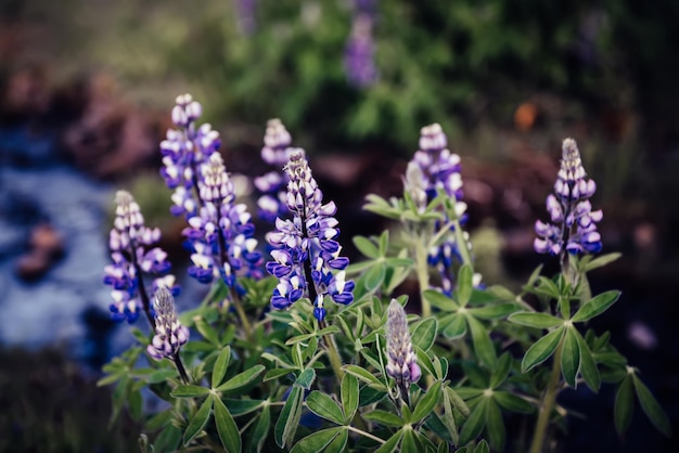 Fleurs de lupin en Islande