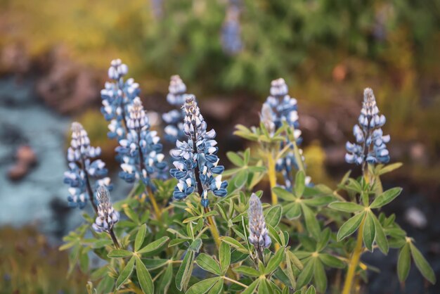 Fleurs de lupin en Islande