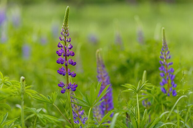 Fleurs de lupin lilas dans le domaine