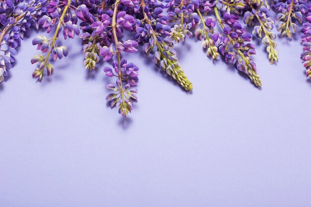 Fleurs de lupin sur papier violet