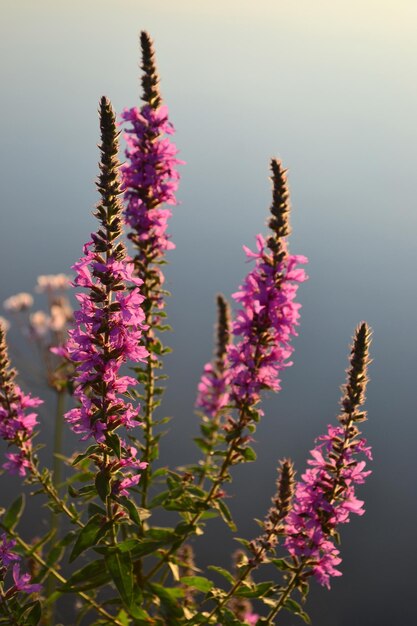 Fleurs de lupin rose (lupin ou lupin) près de l'arrière-plan flou de l'eau