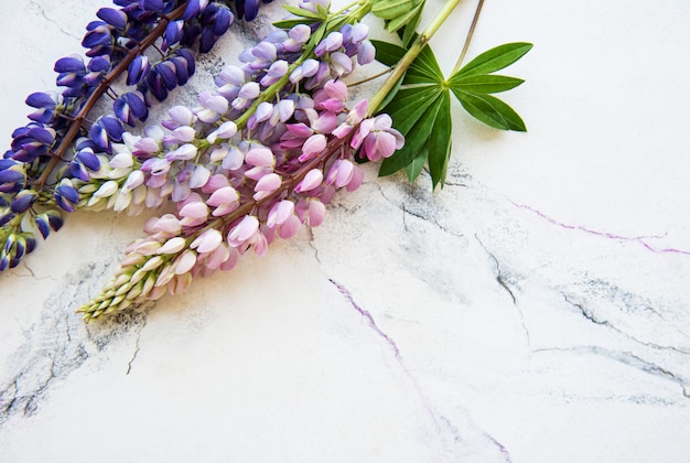 Fleurs De Lupin Rose Et Violet