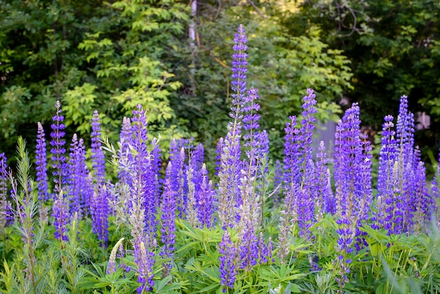 Fleurs de lupin violet dans la forêt