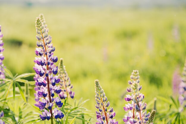 Fleurs de lupins en fleurs avec espace de copie