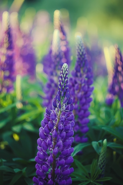 Fleurs de lupins violets sauvages. Lupinus polyphyllus plante qui fleurit en été.