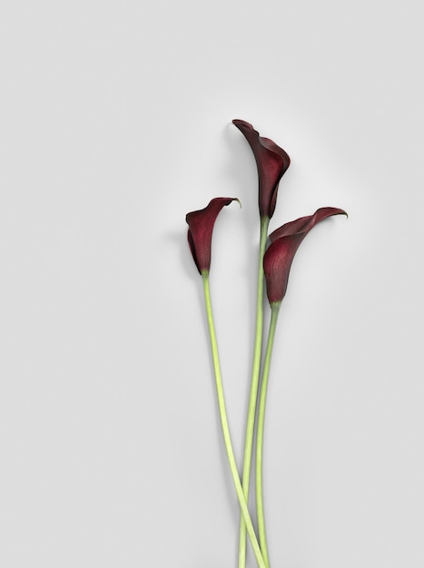 Fleurs de Lys Calla rouge vif sur fond gris Nature plat fleuri bouquet de style minimal