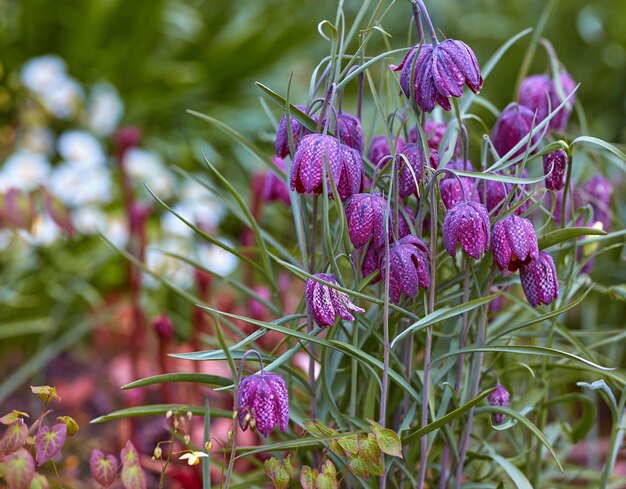 Fleurs de lys à carreaux violets dans un jardin verdoyant par une journée ensoleillée à l'extérieur dans la nature Paysage de belle fritillaria meleagris avec feuillage et herbe dans un magnifique jardin botanique à l'extérieur