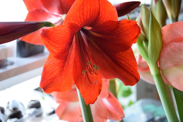 Fleurs de Lys dans le jardin agrandi