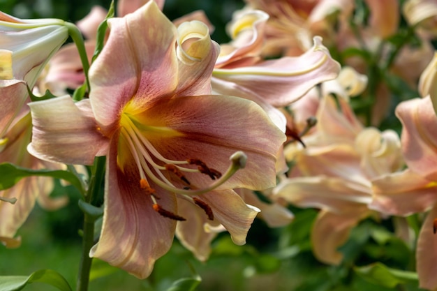 Fleurs de lys dans le jardin d'été Fond de fleurs naturelles Photo horizontale