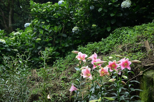 Fleurs de lys dans le jardin