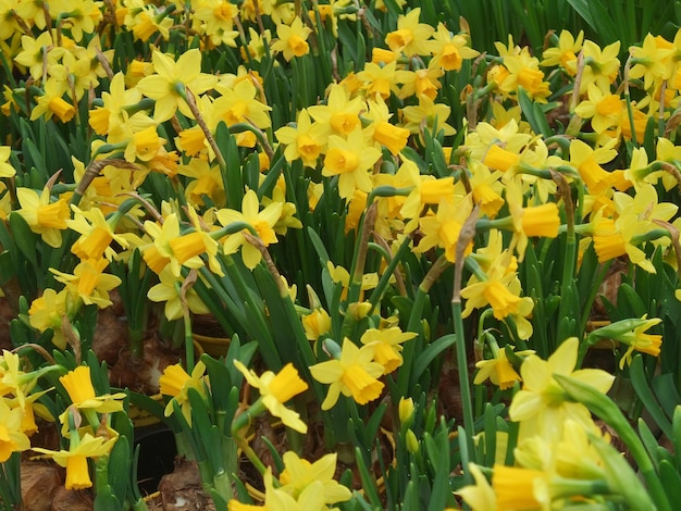 Les fleurs de lys du carême