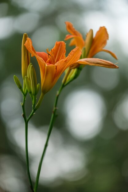 Fleurs de lys sur un fond vert flou avec un bokeh.