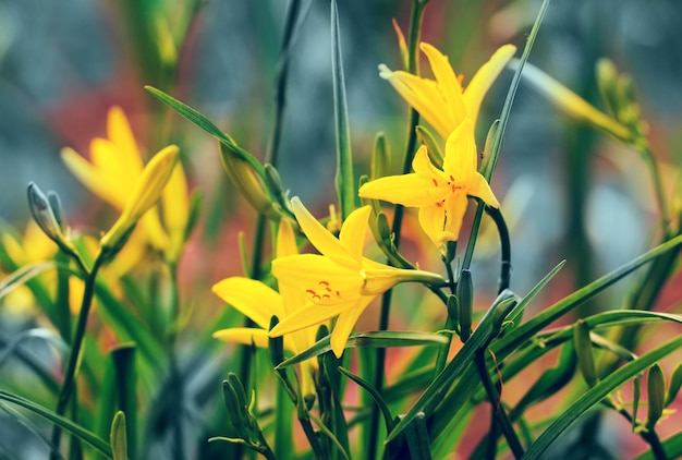 Fleurs de lys jaune sauvage vintage