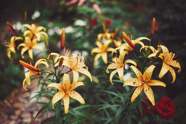 Fleurs de Lys jaunes dans le jardin d'été, tonique