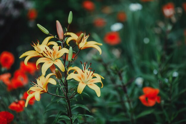 Fleurs de Lys jaunes dans le jardin d'été, tonique