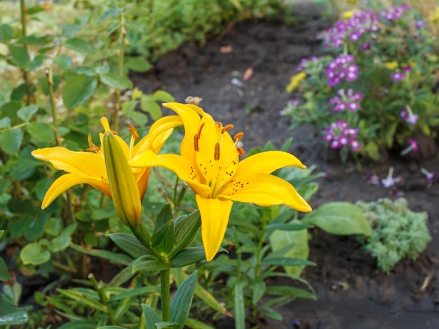 Fleurs de lys jaunes dans le jardin d'été