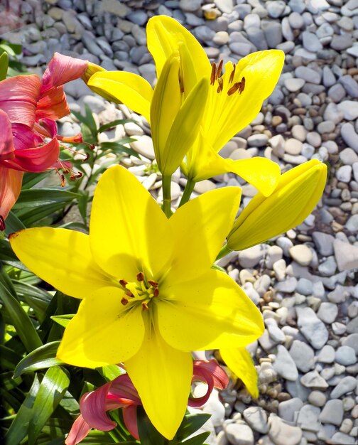 Fleurs de lys jaunes poussant dans un jardin d'été