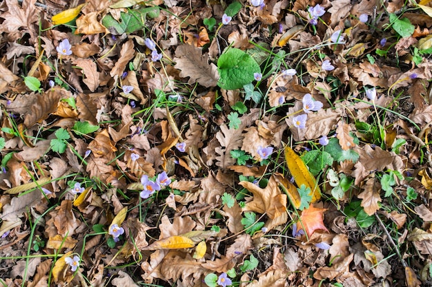 Fleurs de lys Liliacées dans un jardin naturel