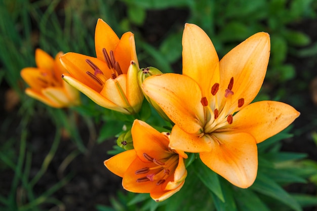 Fleurs de lys orange dans le jardin d'été