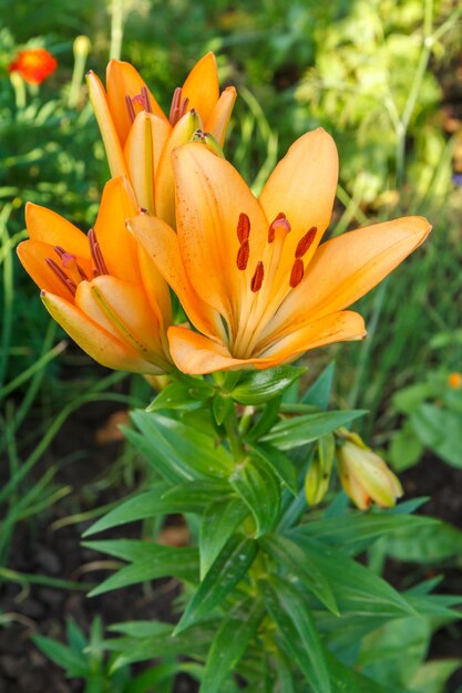 Fleurs de lys orange dans le jardin d'été