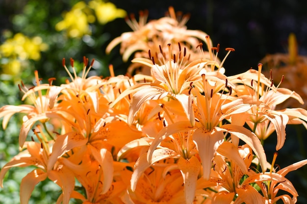 Fleurs de lys orange sur le fond de la nature Jardin botanique Bouquet de lys