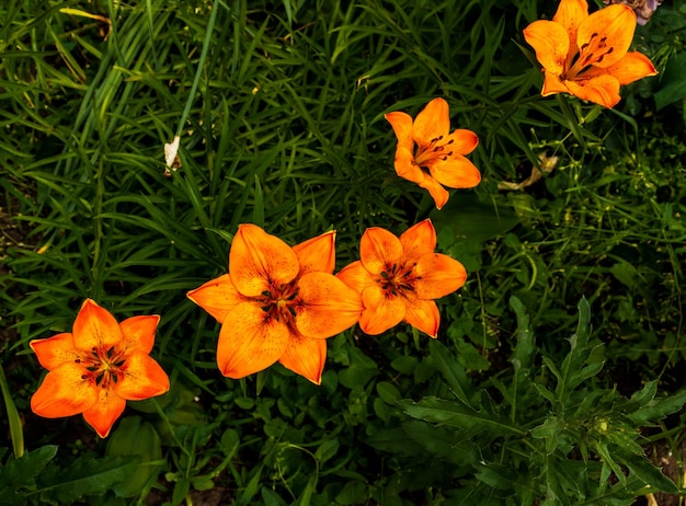 Fleurs de lys orange vif Fleur de lys orange en pleine floraison Charmantes fleurs de lys aux longues étamines