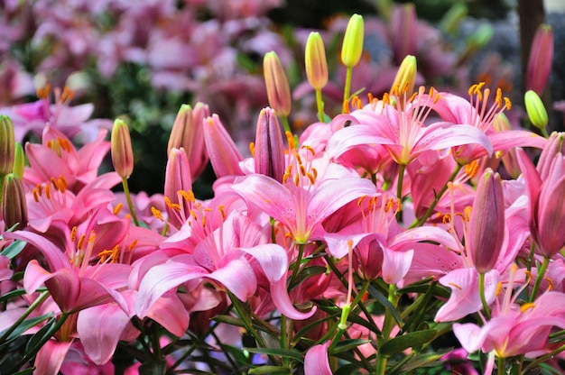 Fleurs de lys rose en gros plan dans Palmen Garten Frankfurt am Main Hessen Allemagne