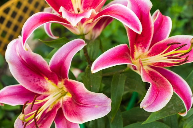 Fleurs de lys roses dans le jardin. Fond floral rose.